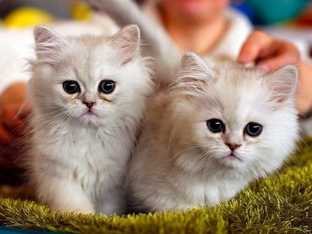 Породы кошек в Волчанске | ЗооТом портал о животных