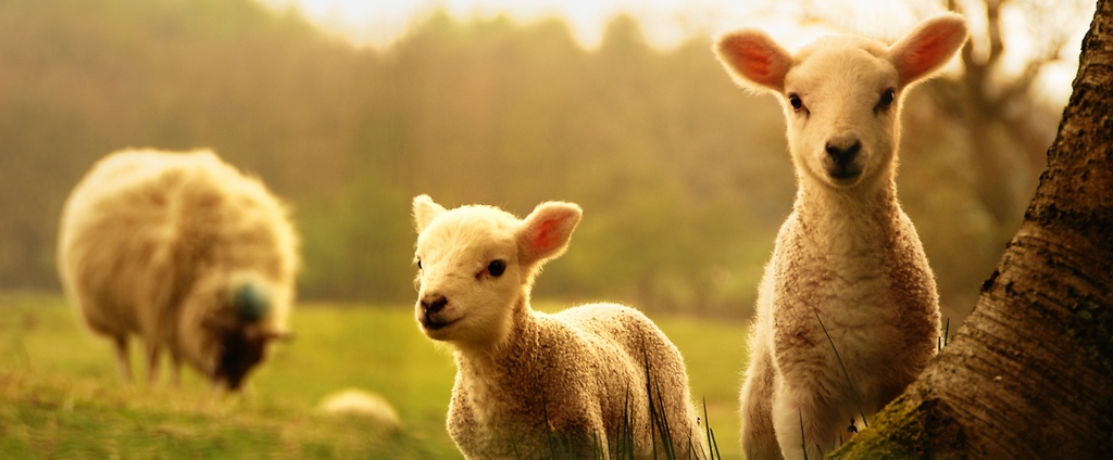 Объявления о сельскохозяйственных животных | ЗооТом - продажа, вязка и услуги для животных в Волчанске