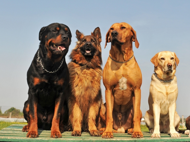Крупные породы собак в Волчанске | ЗооТом портал о животных